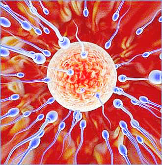 wawis esperma ovulo 1